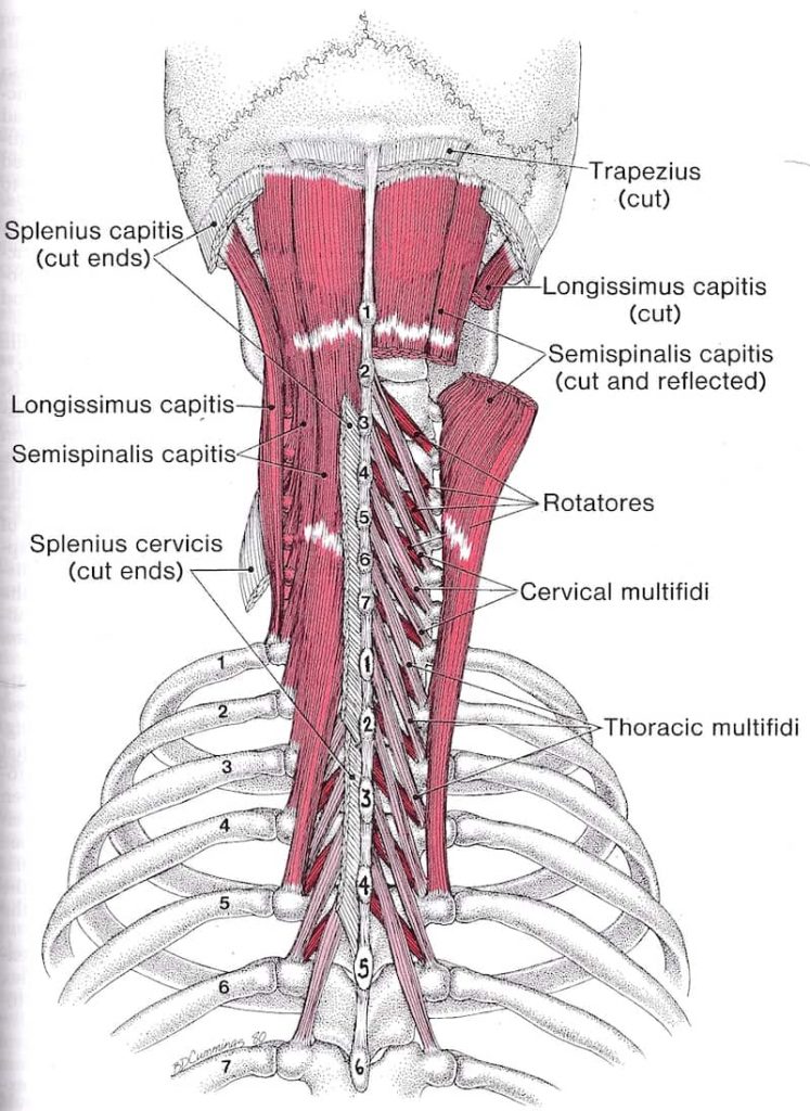 globoke vratne mišice 