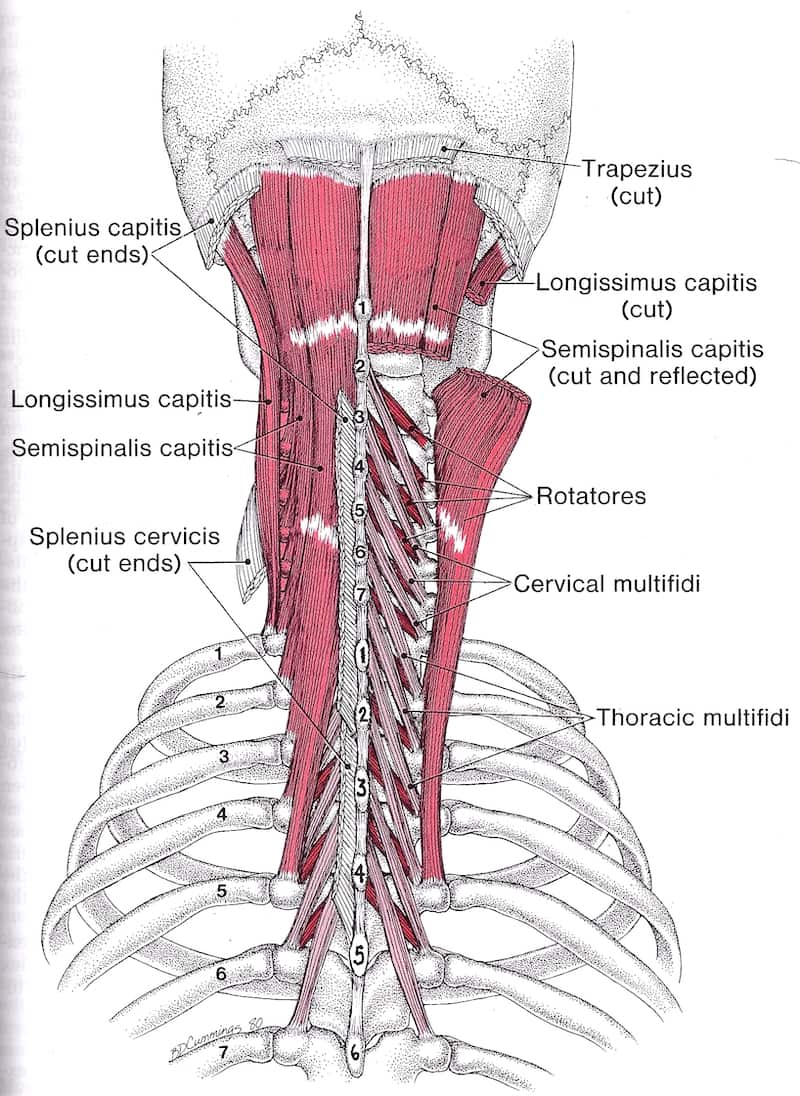 Длинные разгибатели шеи мышцы
