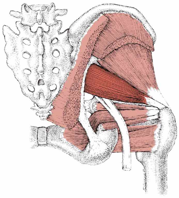 Симптом грушевидной мышцы. Грушевидная - Piriformis. Триггеры грушевидной мышцы. Грушевидная мышца топографическая анатомия. Антагонист грушевидной мышцы.